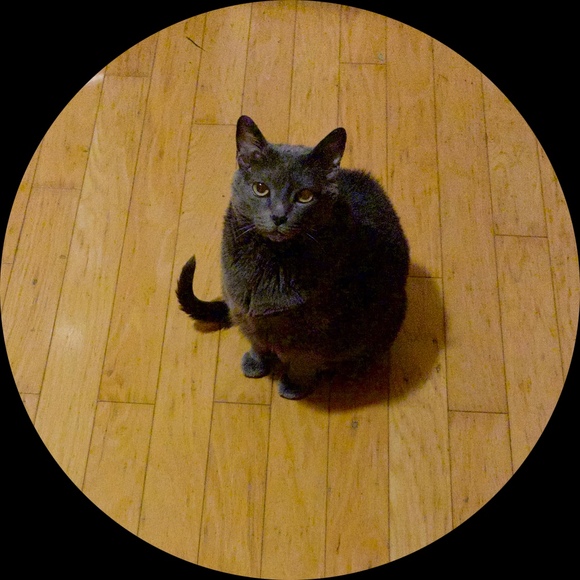catcat007